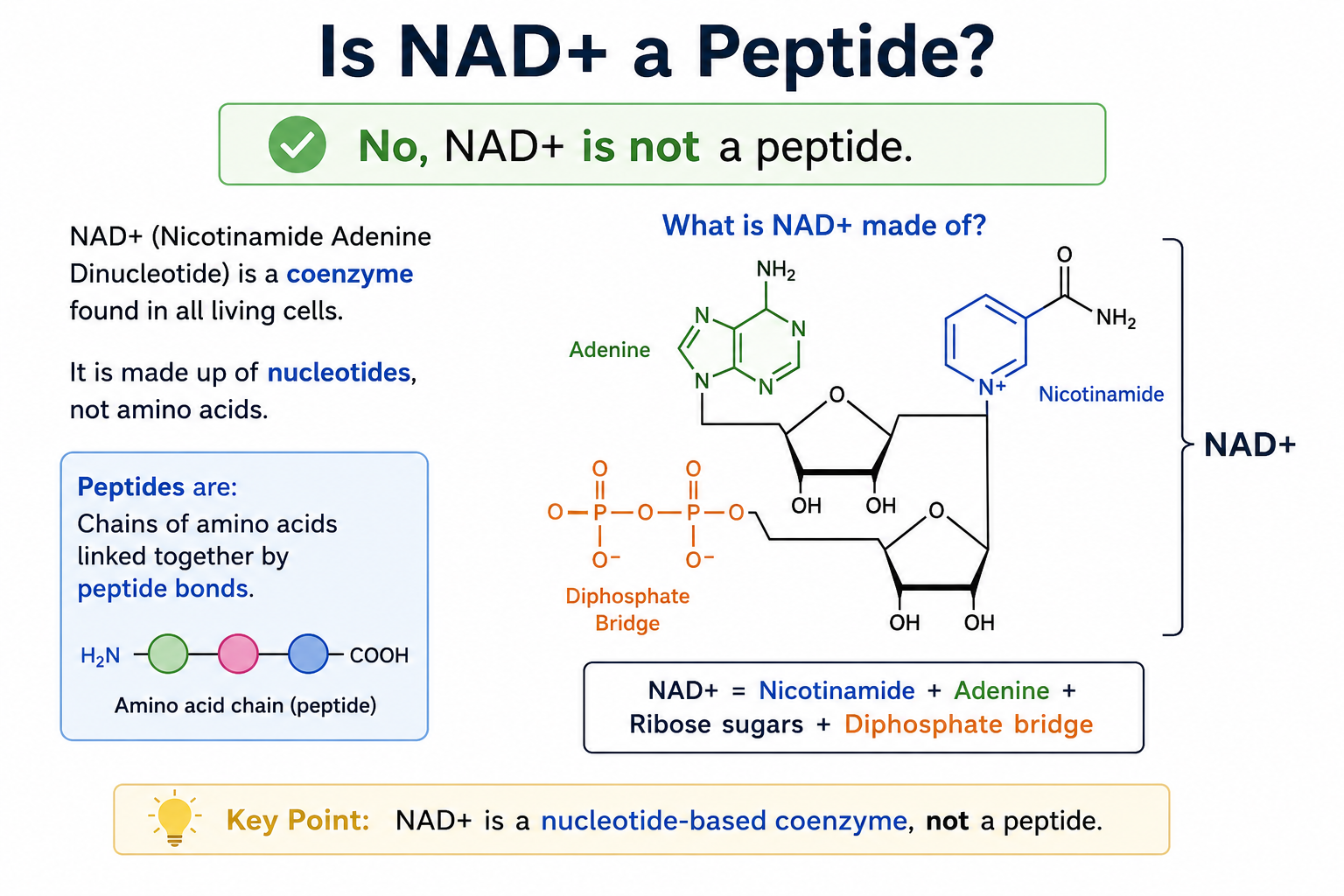 Is NAD+ a Peptide?